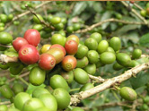 coffee plant